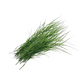 Bermudská tráva (Cynodon dactylon) (20g) - pouze pro obřadní účely