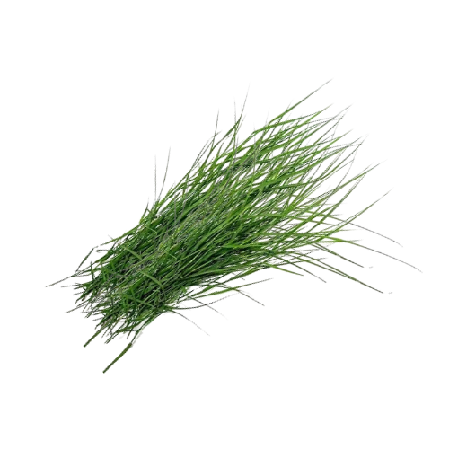 Bermudská tráva (Cynodon dactylon) (20g) - pouze pro obřadní účely