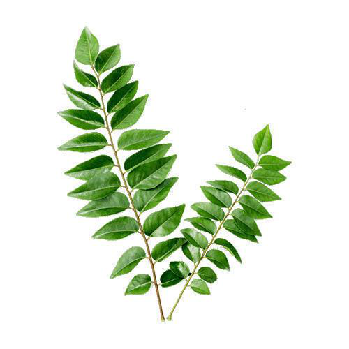 Fresh Curry Leaves / Čerstvé lístky kari (10 - 15g)