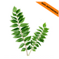Fresh Curry Leaves / Čerstvé lístky kari (10 - 15g)