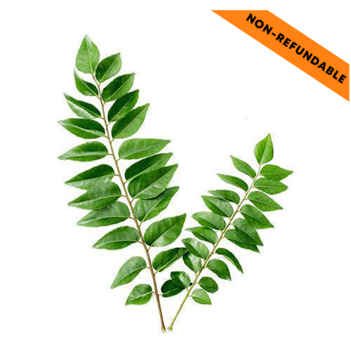 Fresh Curry Leaves / Čerstvé lístky kari (10 - 15g)
