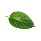 Kurinja / Gymnema Leaves (200g)