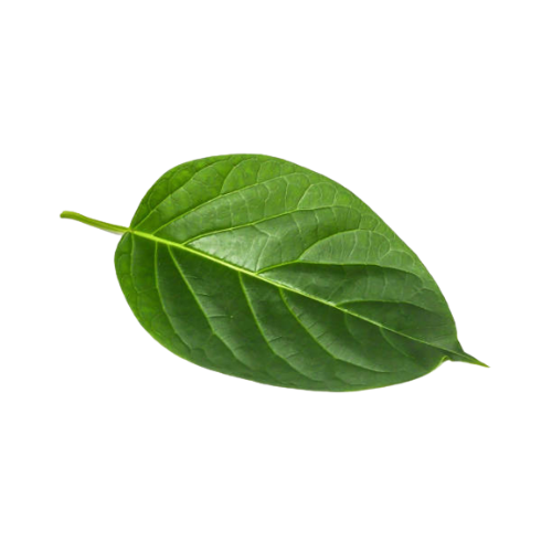 Kurinja / Gymnema Leaves (200g)