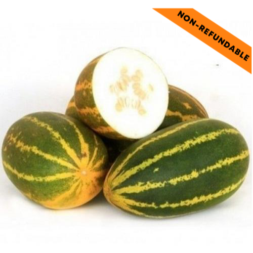 Okurka Sambar (Hadí okurka) (500g)