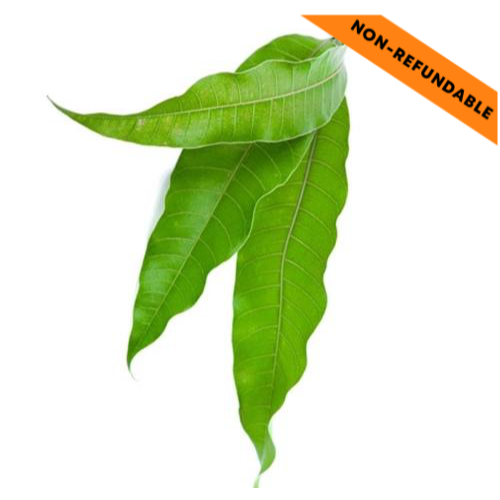 Torana / Pooja Mango Leaves (5pcs)