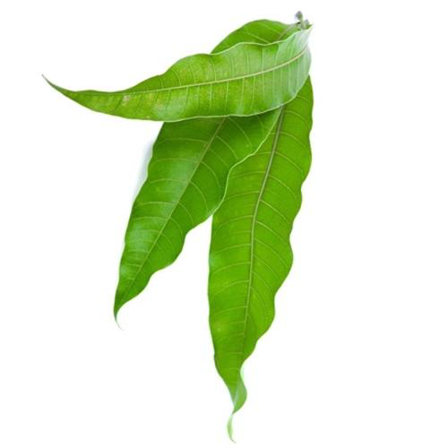 Dookan_Torana_Pooja_Mango_Leaves_8_10pcs