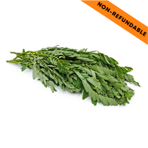 Fresh Agathi Leaves / Svazek čerstvých listů katuari (Sesbania grandiflora)(1ks)