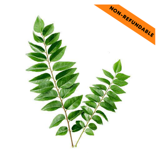Fresh Curry Leaves (10-15g)