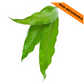 Torana / Pooja Mango Leaves (5pcs)