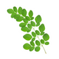 Fresh Drumstick Leaves / Moringa Leaves Bunch (1pc)